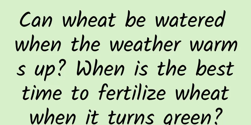 Can wheat be watered when the weather warms up? When is the best time to fertilize wheat when it turns green?