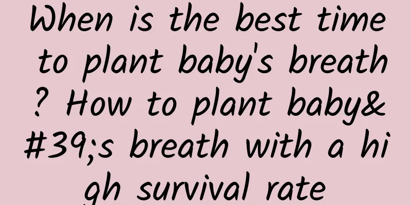 When is the best time to plant baby's breath? How to plant baby's breath with a high survival rate