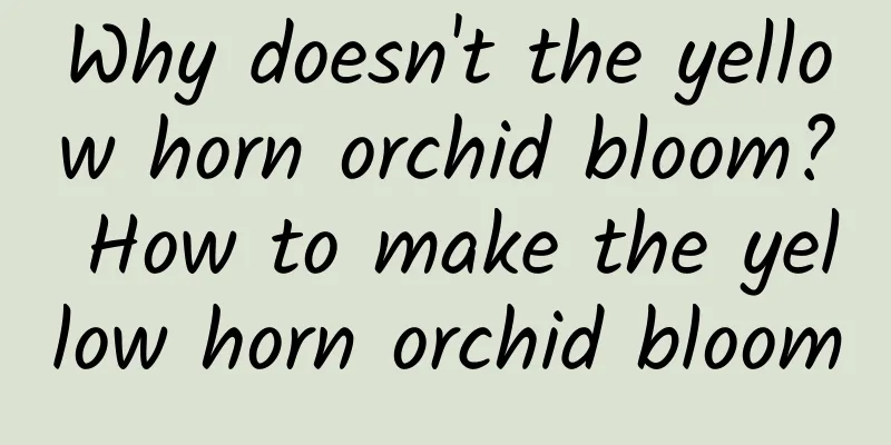 Why doesn't the yellow horn orchid bloom? How to make the yellow horn orchid bloom