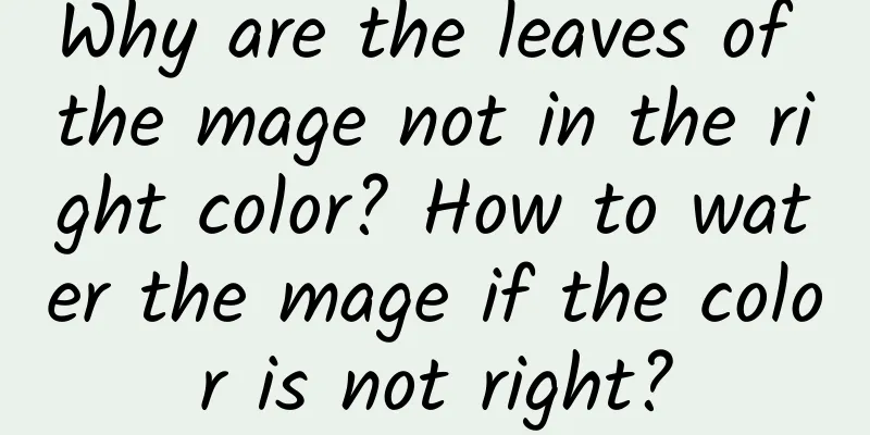 Why are the leaves of the mage not in the right color? How to water the mage if the color is not right?