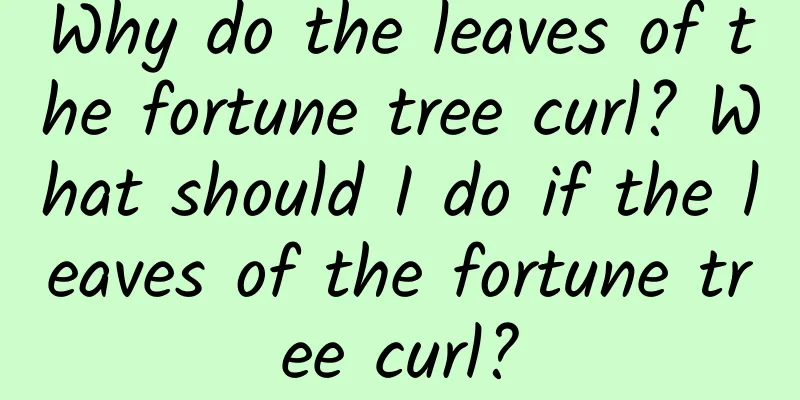 Why do the leaves of the fortune tree curl? What should I do if the leaves of the fortune tree curl?