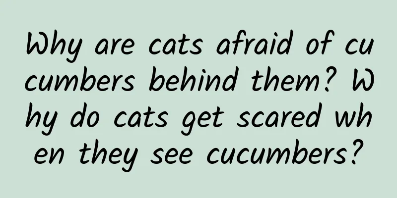 Why are cats afraid of cucumbers behind them? Why do cats get scared when they see cucumbers?