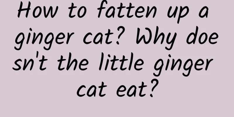 How to fatten up a ginger cat? Why doesn't the little ginger cat eat?