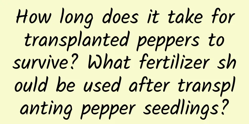 How long does it take for transplanted peppers to survive? What fertilizer should be used after transplanting pepper seedlings?