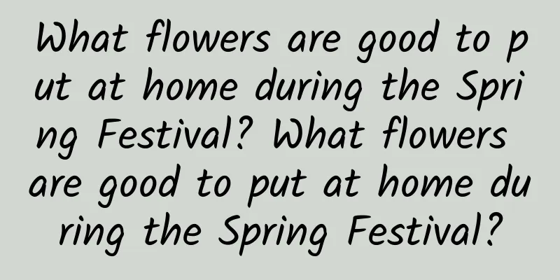 What flowers are good to put at home during the Spring Festival? What flowers are good to put at home during the Spring Festival?