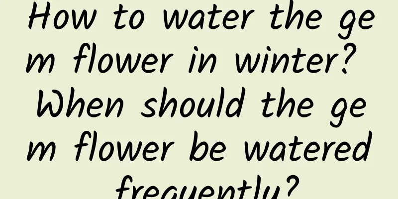 How to water the gem flower in winter? When should the gem flower be watered frequently?