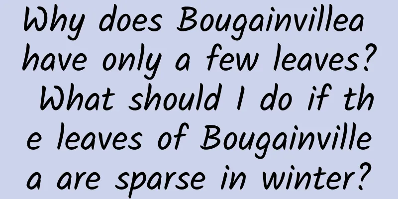 Why does Bougainvillea have only a few leaves? What should I do if the leaves of Bougainvillea are sparse in winter?