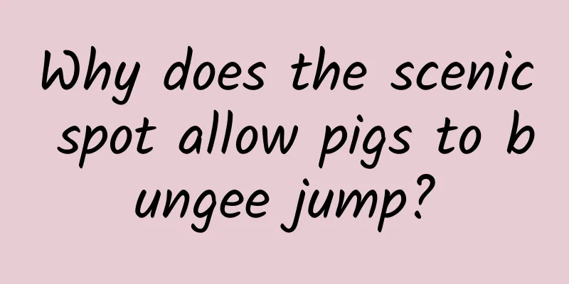 Why does the scenic spot allow pigs to bungee jump?