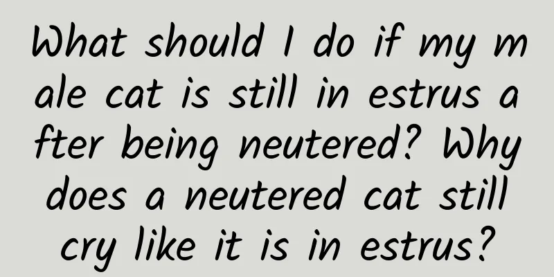 What should I do if my male cat is still in estrus after being neutered? Why does a neutered cat still cry like it is in estrus?