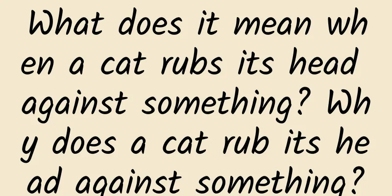What does it mean when a cat rubs its head against something? Why does a cat rub its head against something?