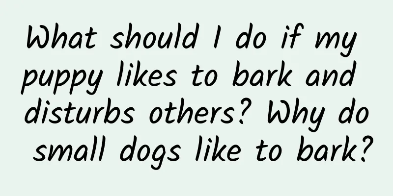 What should I do if my puppy likes to bark and disturbs others? Why do small dogs like to bark?