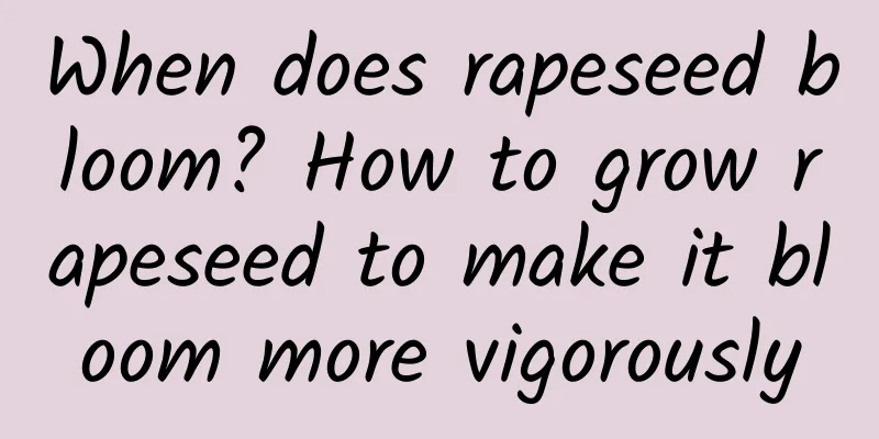 When does rapeseed bloom? How to grow rapeseed to make it bloom more vigorously