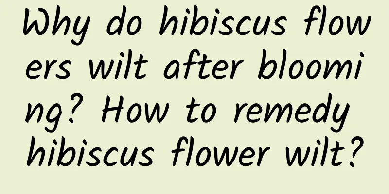 Why do hibiscus flowers wilt after blooming? How to remedy hibiscus flower wilt?