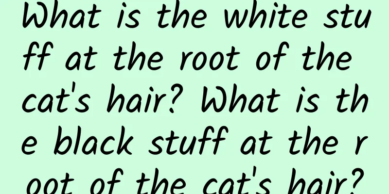 What is the white stuff at the root of the cat's hair? What is the black stuff at the root of the cat's hair?