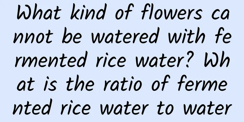 What kind of flowers cannot be watered with fermented rice water? What is the ratio of fermented rice water to water for watering flowers?