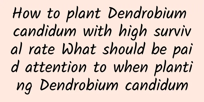 How to plant Dendrobium candidum with high survival rate What should be paid attention to when planting Dendrobium candidum