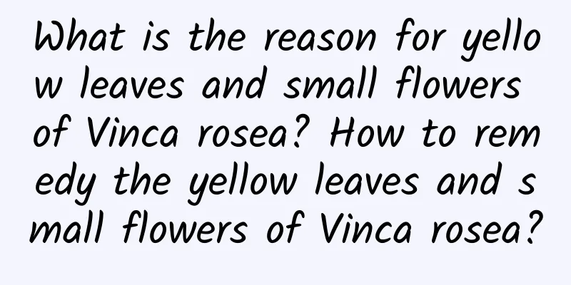 What is the reason for yellow leaves and small flowers of Vinca rosea? How to remedy the yellow leaves and small flowers of Vinca rosea?