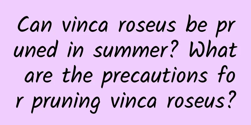 Can vinca roseus be pruned in summer? What are the precautions for pruning vinca roseus?