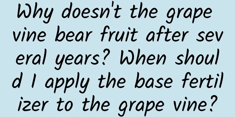 Why doesn't the grape vine bear fruit after several years? When should I apply the base fertilizer to the grape vine?