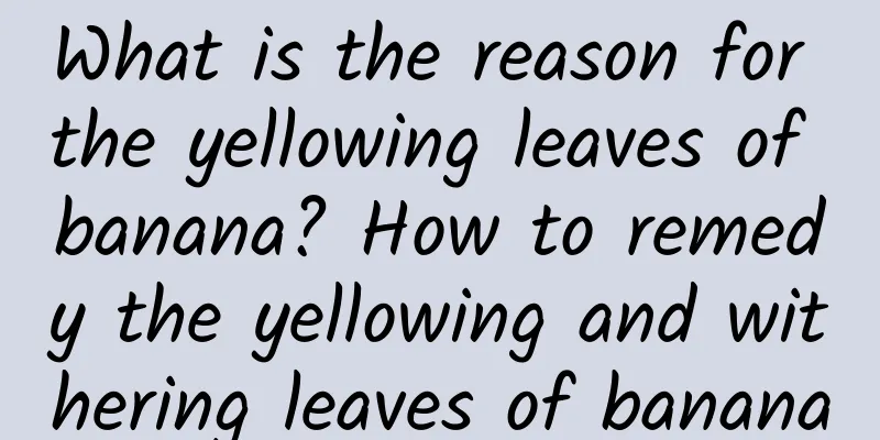 What is the reason for the yellowing leaves of banana? How to remedy the yellowing and withering leaves of banana