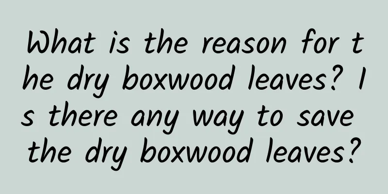 What is the reason for the dry boxwood leaves? Is there any way to save the dry boxwood leaves?