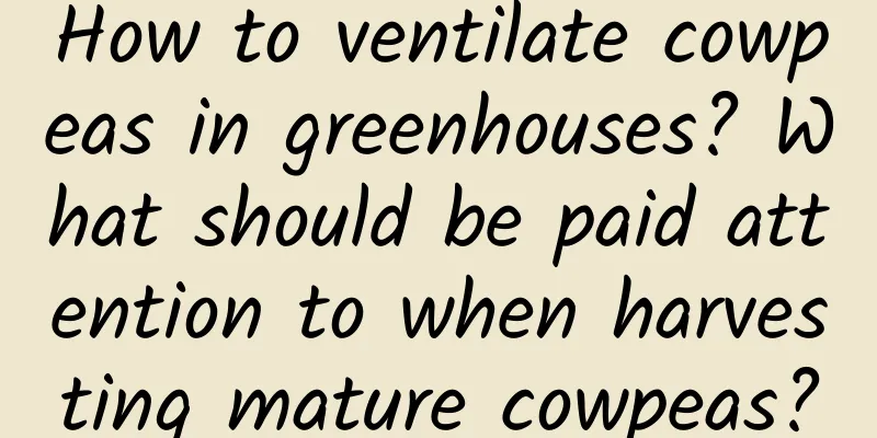 How to ventilate cowpeas in greenhouses? What should be paid attention to when harvesting mature cowpeas?