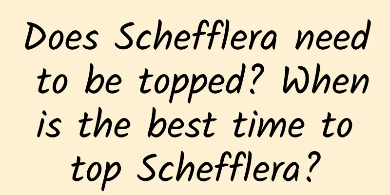 Does Schefflera need to be topped? When is the best time to top Schefflera?