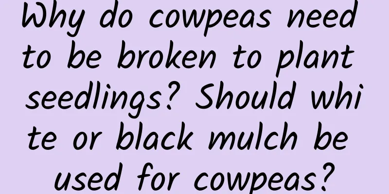 Why do cowpeas need to be broken to plant seedlings? Should white or black mulch be used for cowpeas?