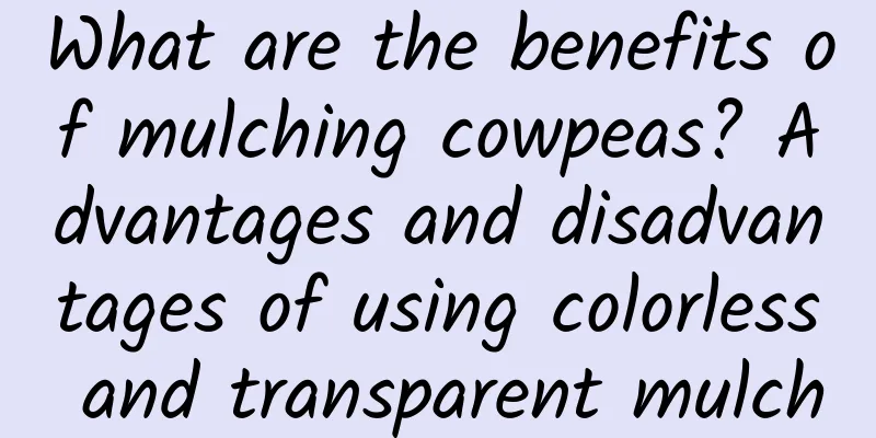 What are the benefits of mulching cowpeas? Advantages and disadvantages of using colorless and transparent mulch