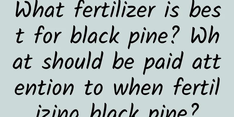 What fertilizer is best for black pine? What should be paid attention to when fertilizing black pine?
