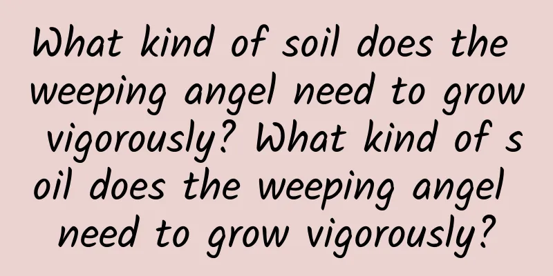 What kind of soil does the weeping angel need to grow vigorously? What kind of soil does the weeping angel need to grow vigorously?