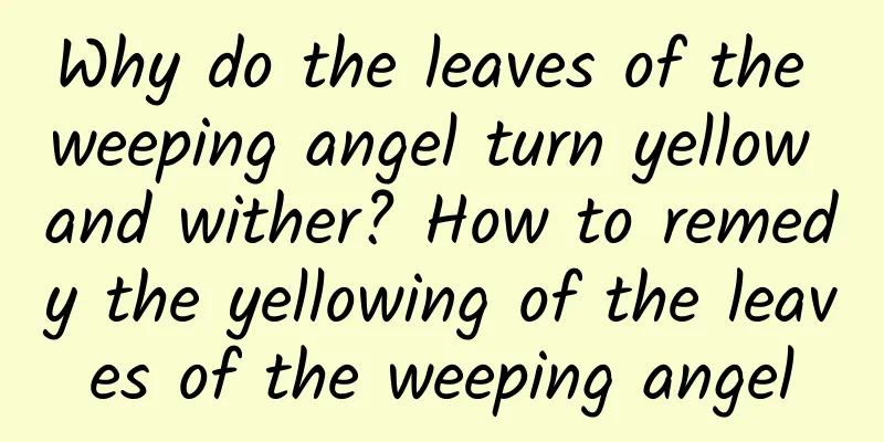 Why do the leaves of the weeping angel turn yellow and wither? How to remedy the yellowing of the leaves of the weeping angel