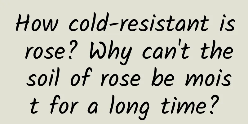 How cold-resistant is rose? Why can't the soil of rose be moist for a long time?