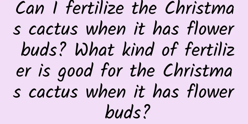 Can I fertilize the Christmas cactus when it has flower buds? What kind of fertilizer is good for the Christmas cactus when it has flower buds?