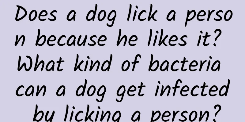 Does a dog lick a person because he likes it? What kind of bacteria can a dog get infected by licking a person?
