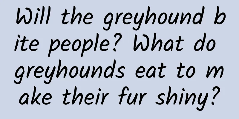 Will the greyhound bite people? What do greyhounds eat to make their fur shiny?