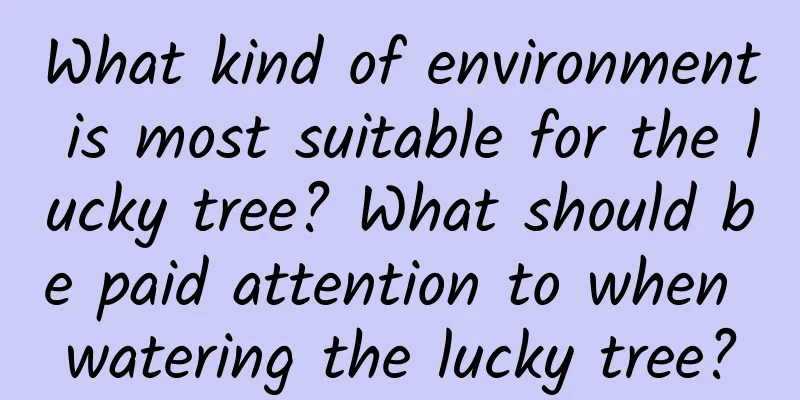 What kind of environment is most suitable for the lucky tree? What should be paid attention to when watering the lucky tree?