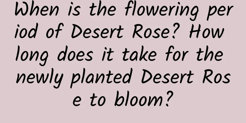 When is the flowering period of Desert Rose? How long does it take for the newly planted Desert Rose to bloom?