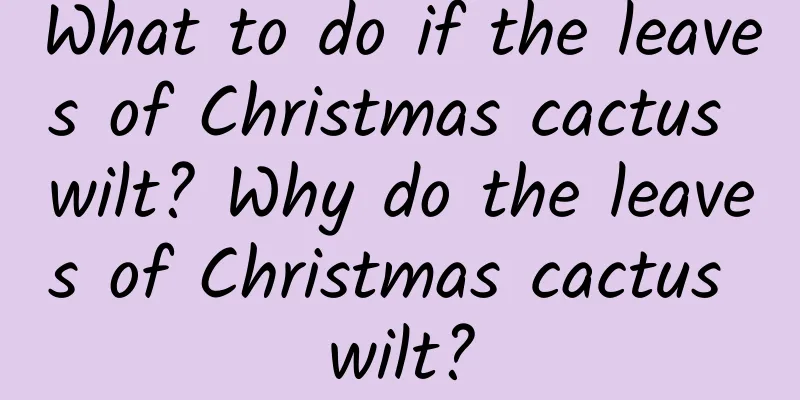 What to do if the leaves of Christmas cactus wilt? Why do the leaves of Christmas cactus wilt?