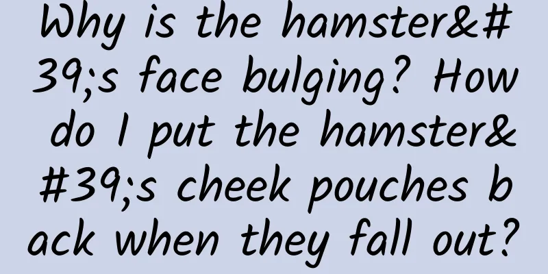 Why is the hamster's face bulging? How do I put the hamster's cheek pouches back when they fall out?
