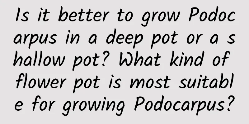 Is it better to grow Podocarpus in a deep pot or a shallow pot? What kind of flower pot is most suitable for growing Podocarpus?