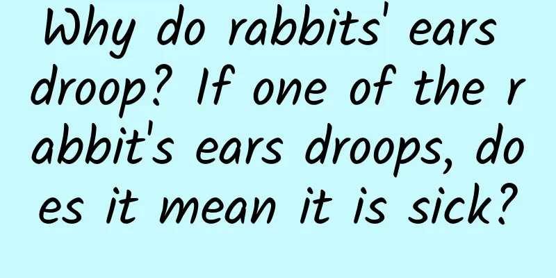 Why do rabbits' ears droop? If one of the rabbit's ears droops, does it mean it is sick?