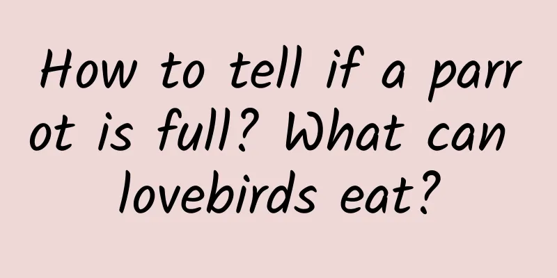 How to tell if a parrot is full? What can lovebirds eat?