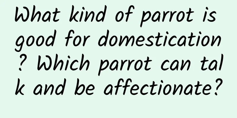 What kind of parrot is good for domestication? Which parrot can talk and be affectionate?
