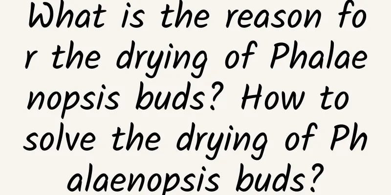 What is the reason for the drying of Phalaenopsis buds? How to solve the drying of Phalaenopsis buds?