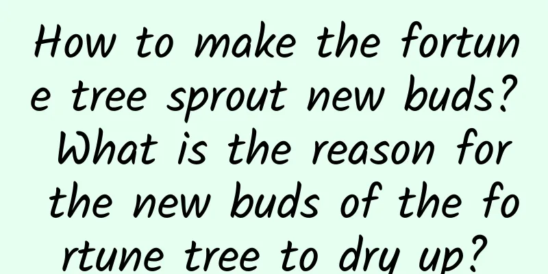 How to make the fortune tree sprout new buds? What is the reason for the new buds of the fortune tree to dry up?