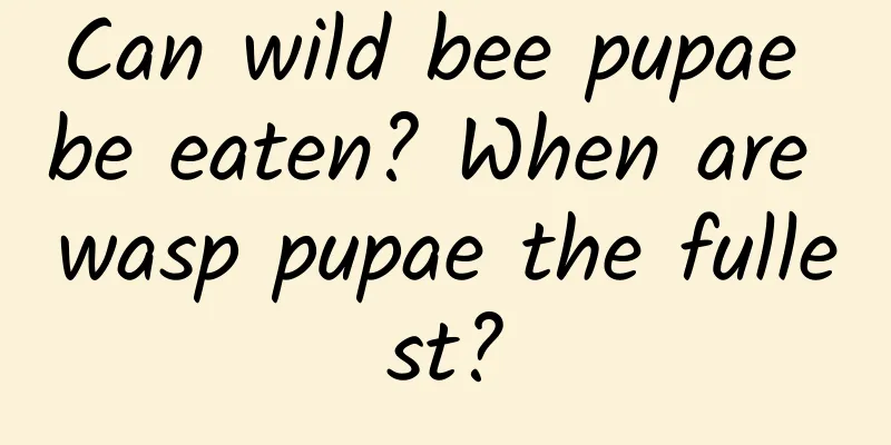 Can wild bee pupae be eaten? When are wasp pupae the fullest?