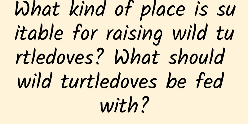 What kind of place is suitable for raising wild turtledoves? What should wild turtledoves be fed with?