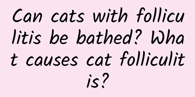 Can cats with folliculitis be bathed? What causes cat folliculitis?
