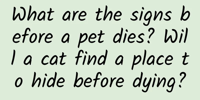 What are the signs before a pet dies? Will a cat find a place to hide before dying?